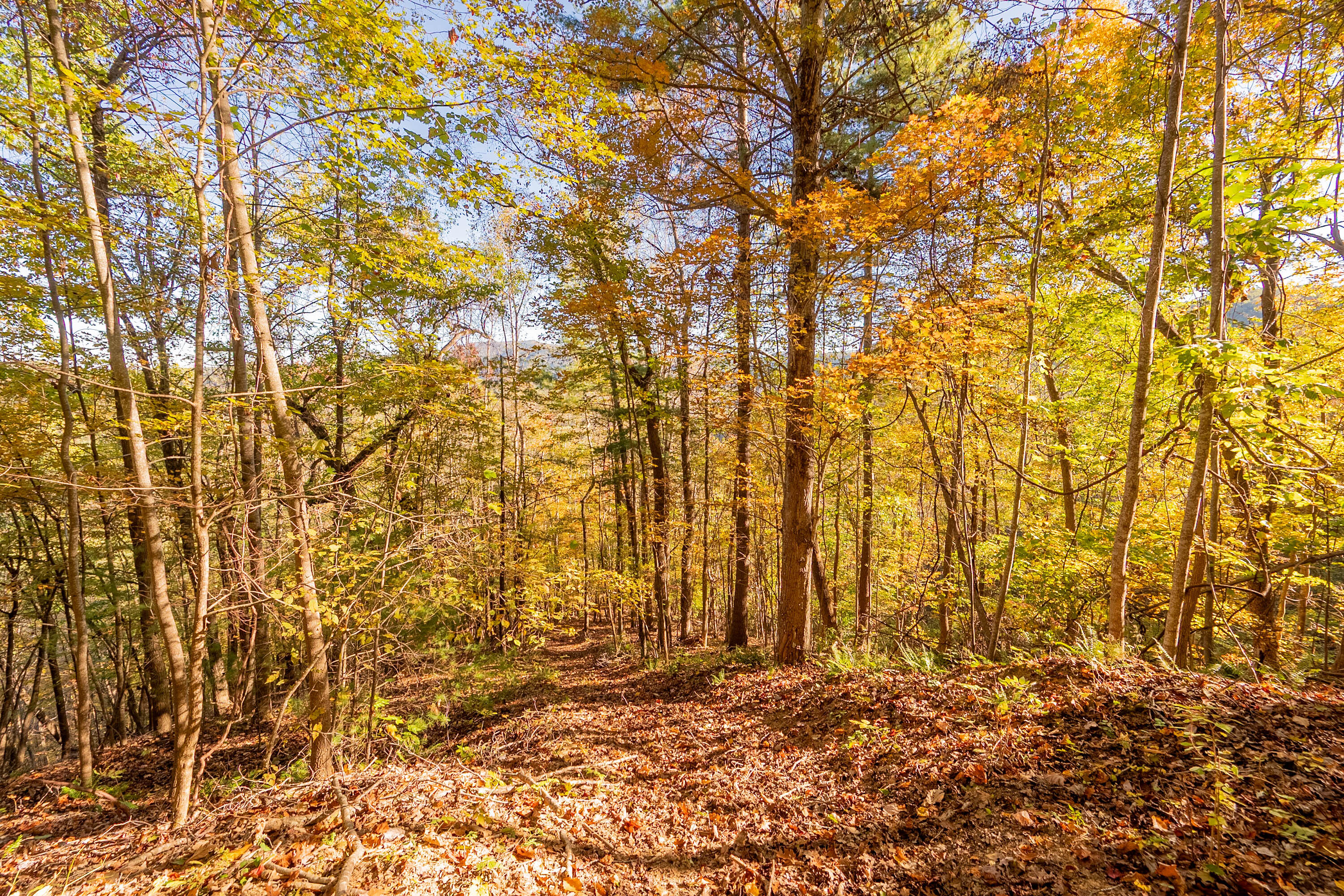 Tbd Lick Ridge Road Northeast Check, VA 24072 - Photo 58 of 71 a view of hardwood and tree