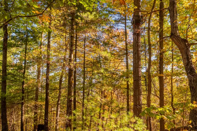 $175,000 | Tbd Lick Ridge Road Northeast, Check, VA 24072