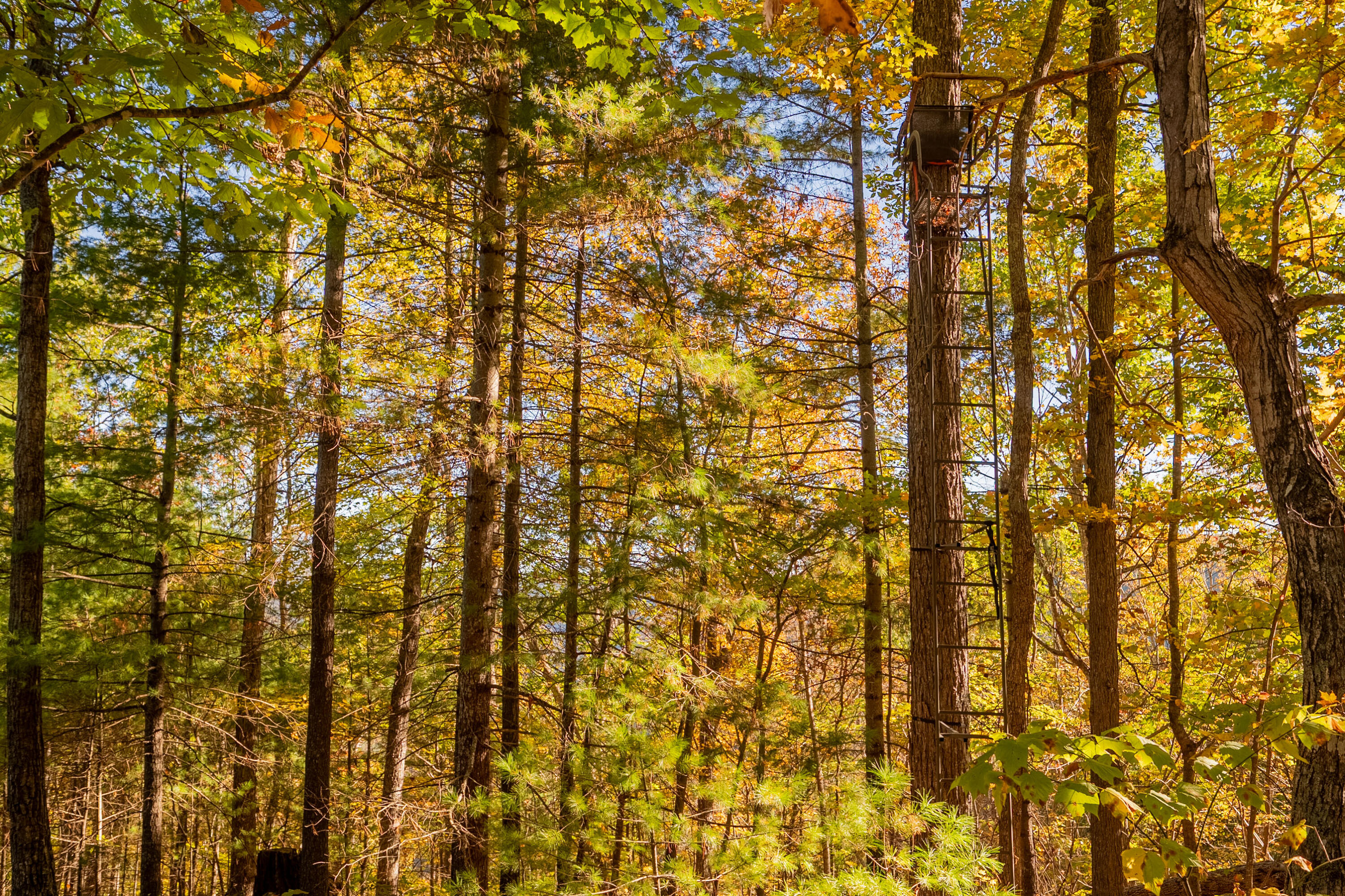 Tbd Lick Ridge Road Northeast Check, VA 24072 - Photo 63 of 71 a bathroom with a shower curtain