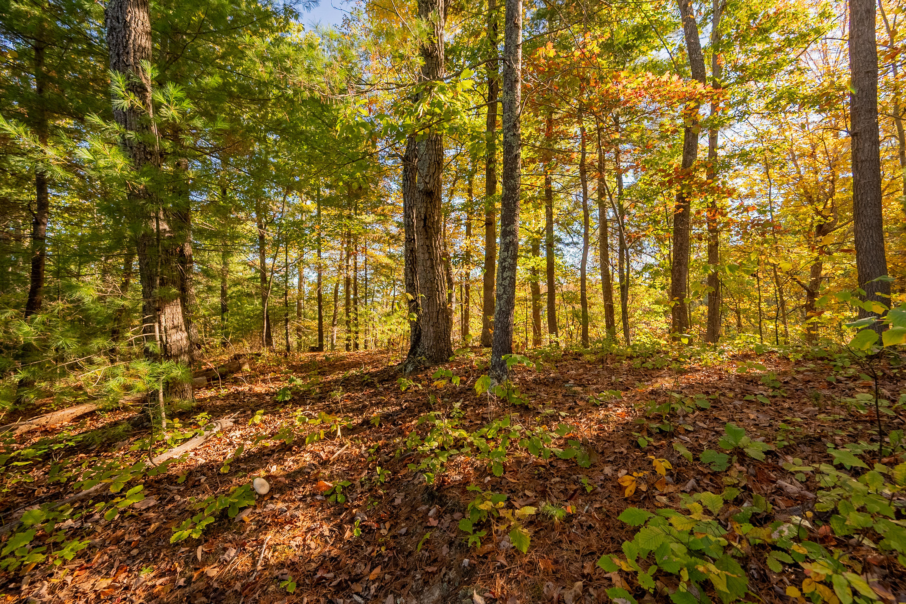 Tbd Lick Ridge Road Northeast Check, VA 24072 - Photo 64 of 71 a view of yard