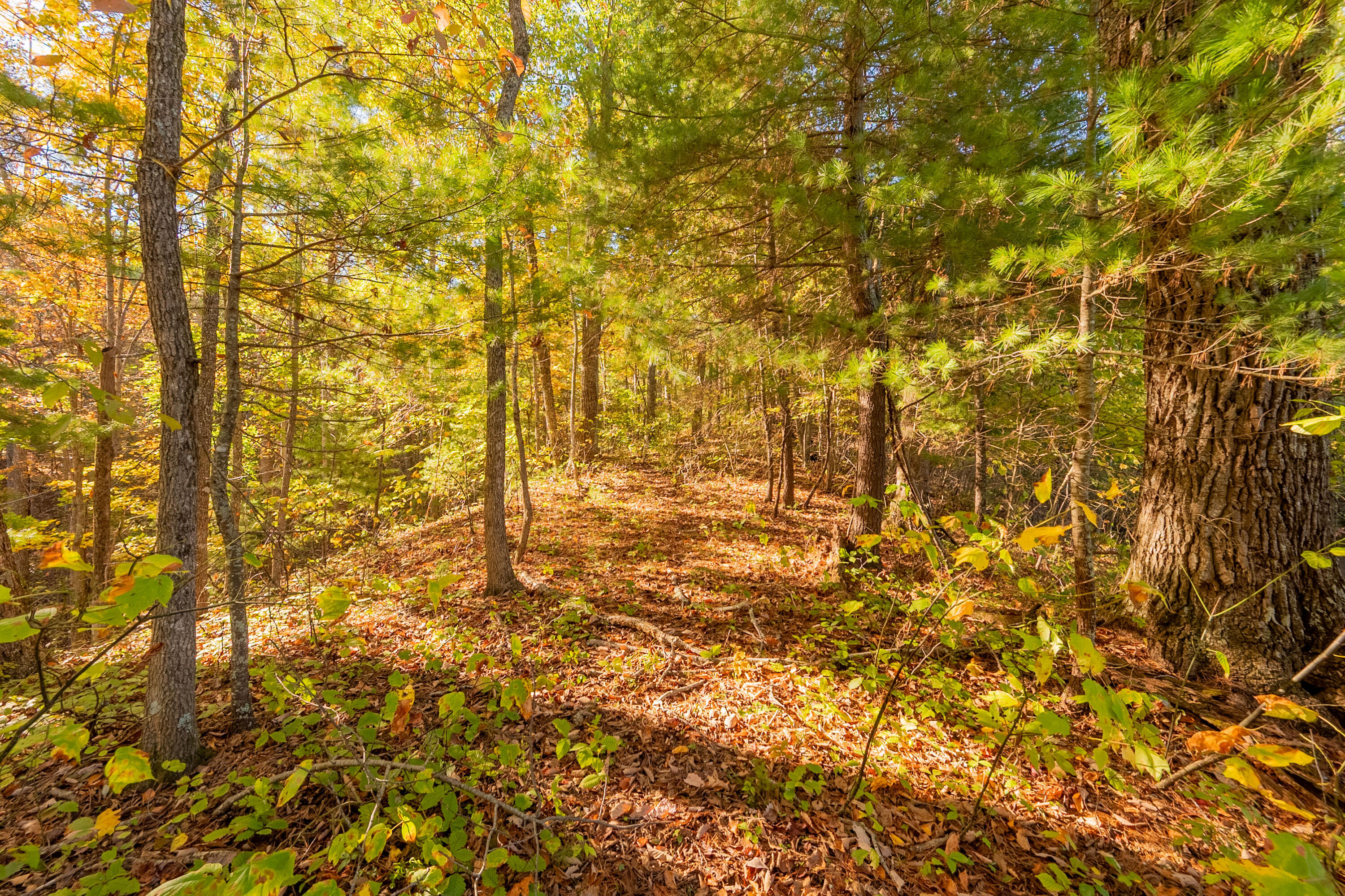Tbd Lick Ridge Road Northeast Check, VA 24072 - Photo 65 of 71 a view of empty room