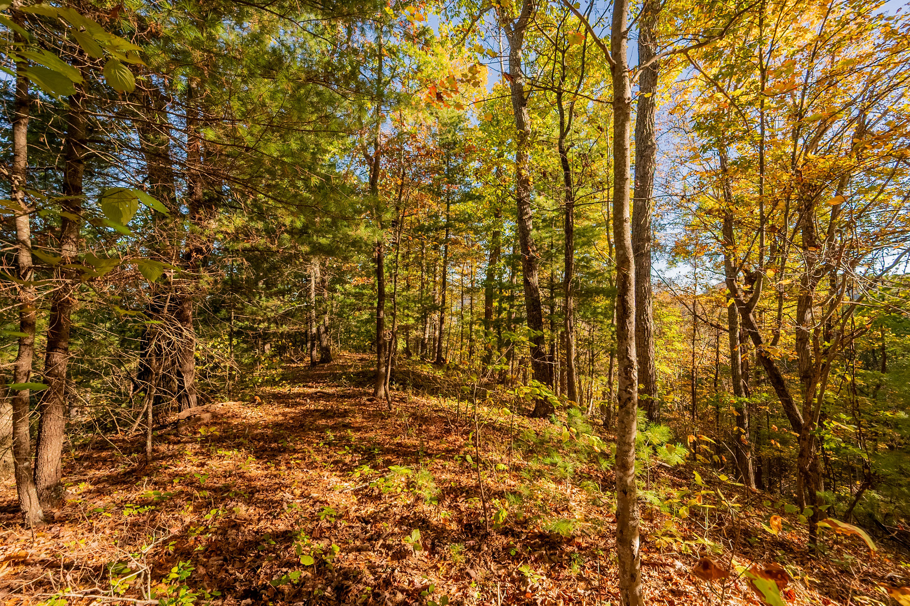 Tbd Lick Ridge Road Northeast Check, VA 24072 - Photo 66 of 71 a view of a yard with a tree