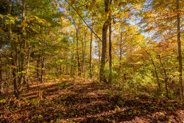 $155,000 | Tbd Lick Ridge Road Northeast, Check, VA 24072