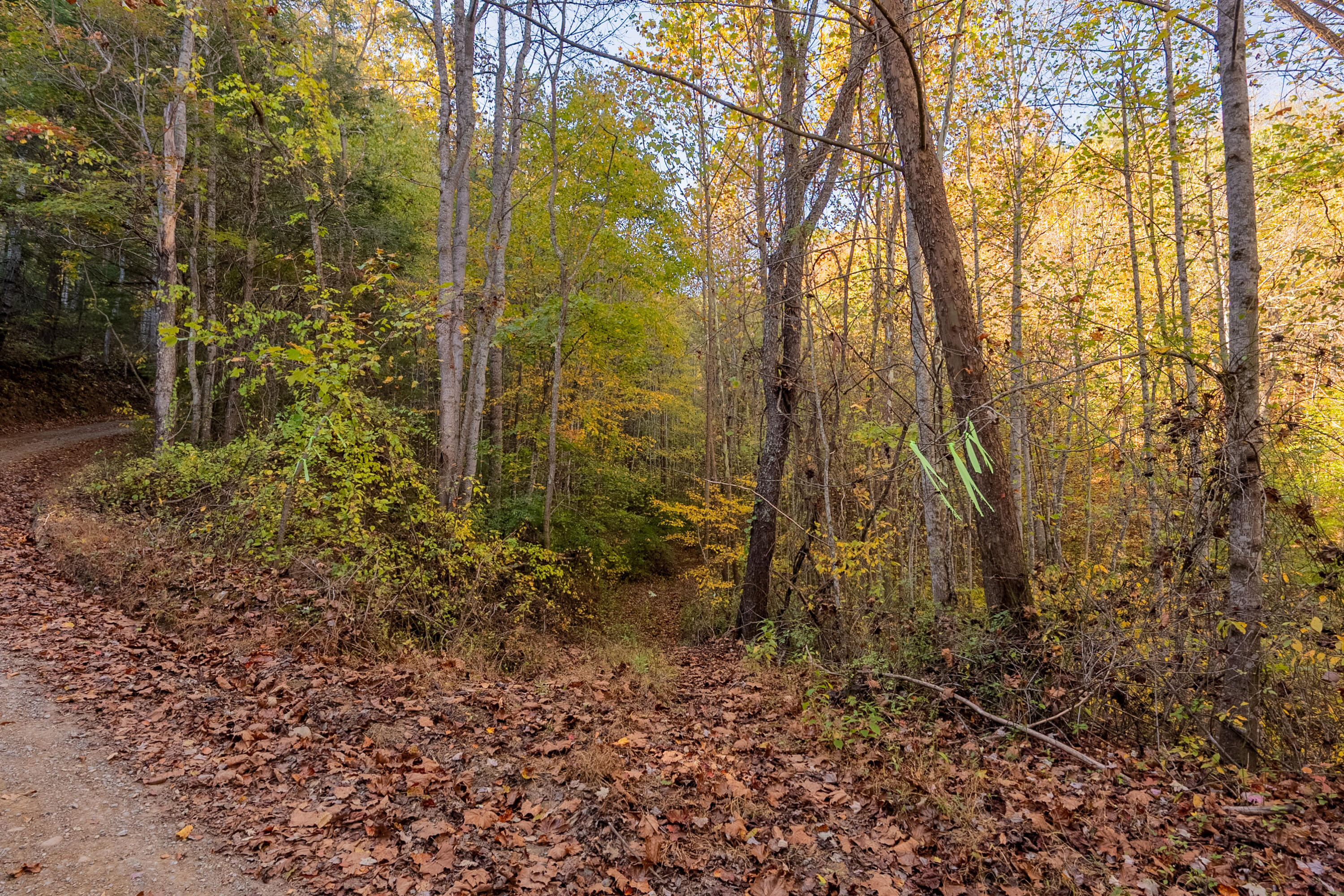 Tbd Lick Ridge Road Northeast Check, VA 24072 - Photo 70 of 71 a view of a garden