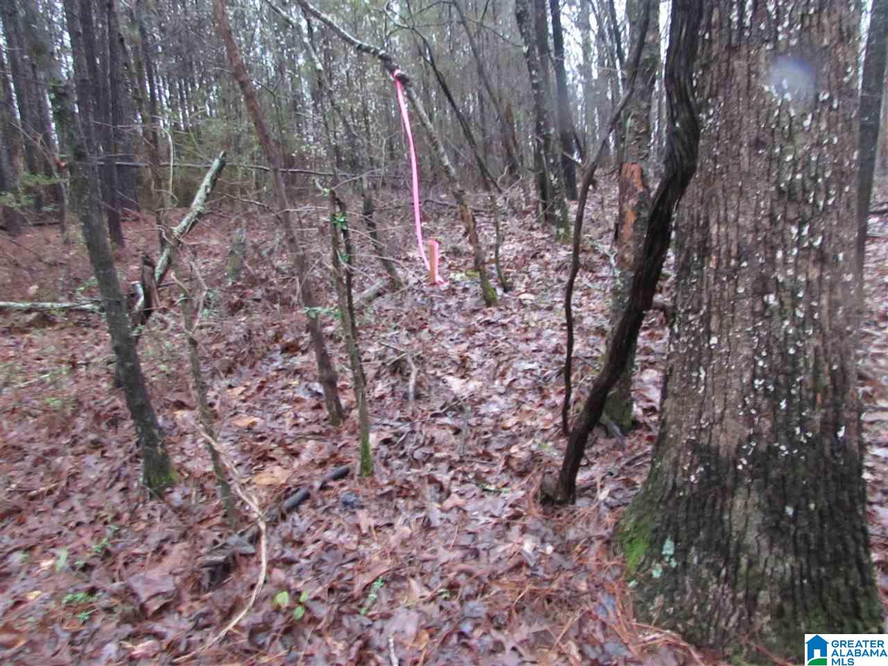 0 West Kirksey Road Eastaboga, AL 36260 - Photo 3 of 6