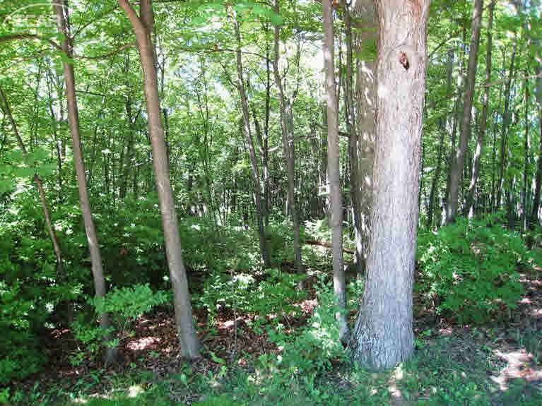 0 Thompson Howell, MI 48843 - Photo 5 of 12