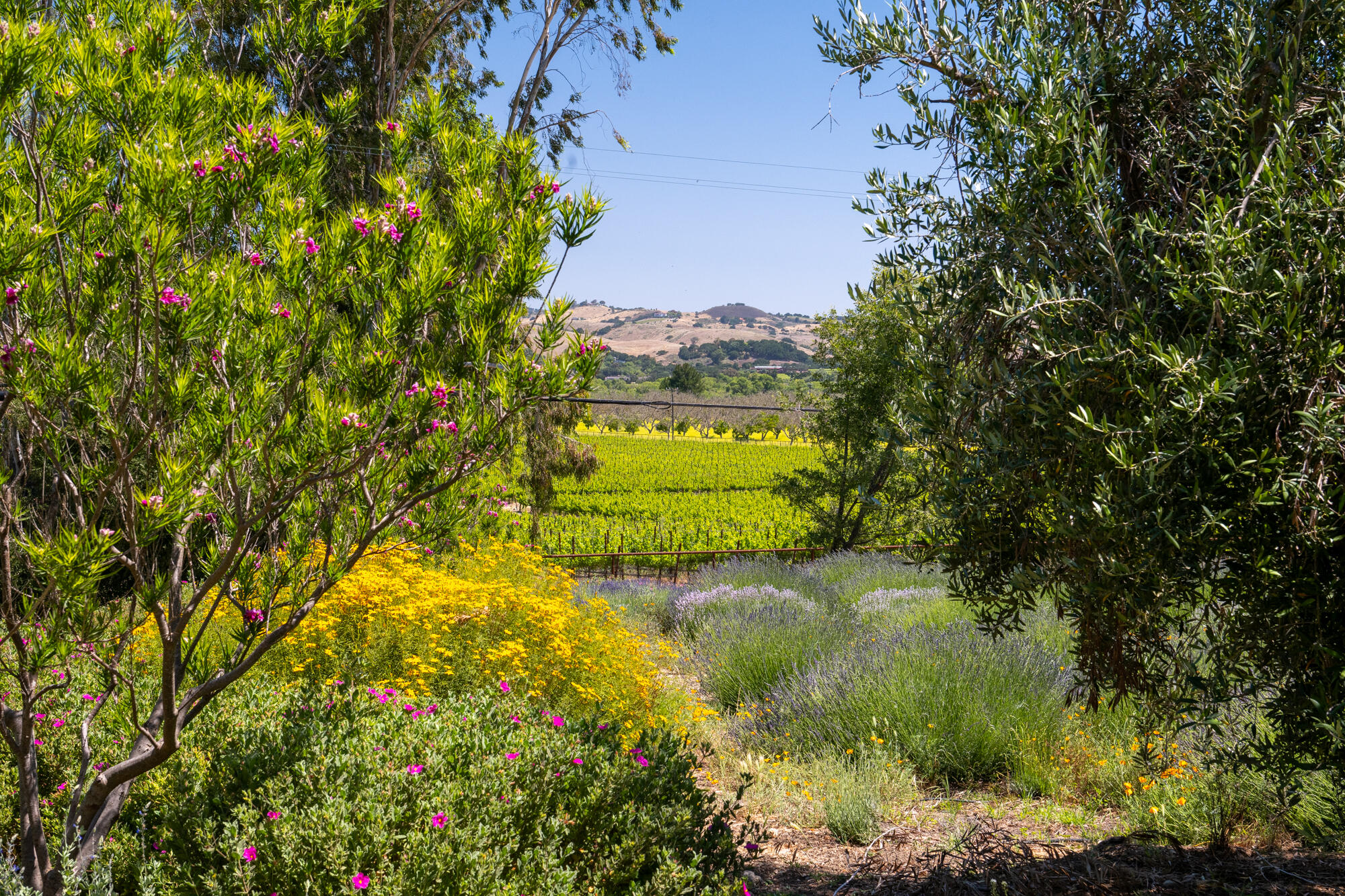 8630 Santa Rosa Road Buellton, CA 93427 - Photo 48 of 57 48