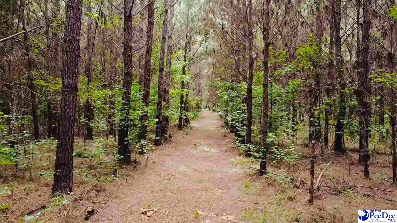 Tbd East Tbd E Friendfield Road Coward, SC 29530 - Photo 11 of 29 Gallery Image 11