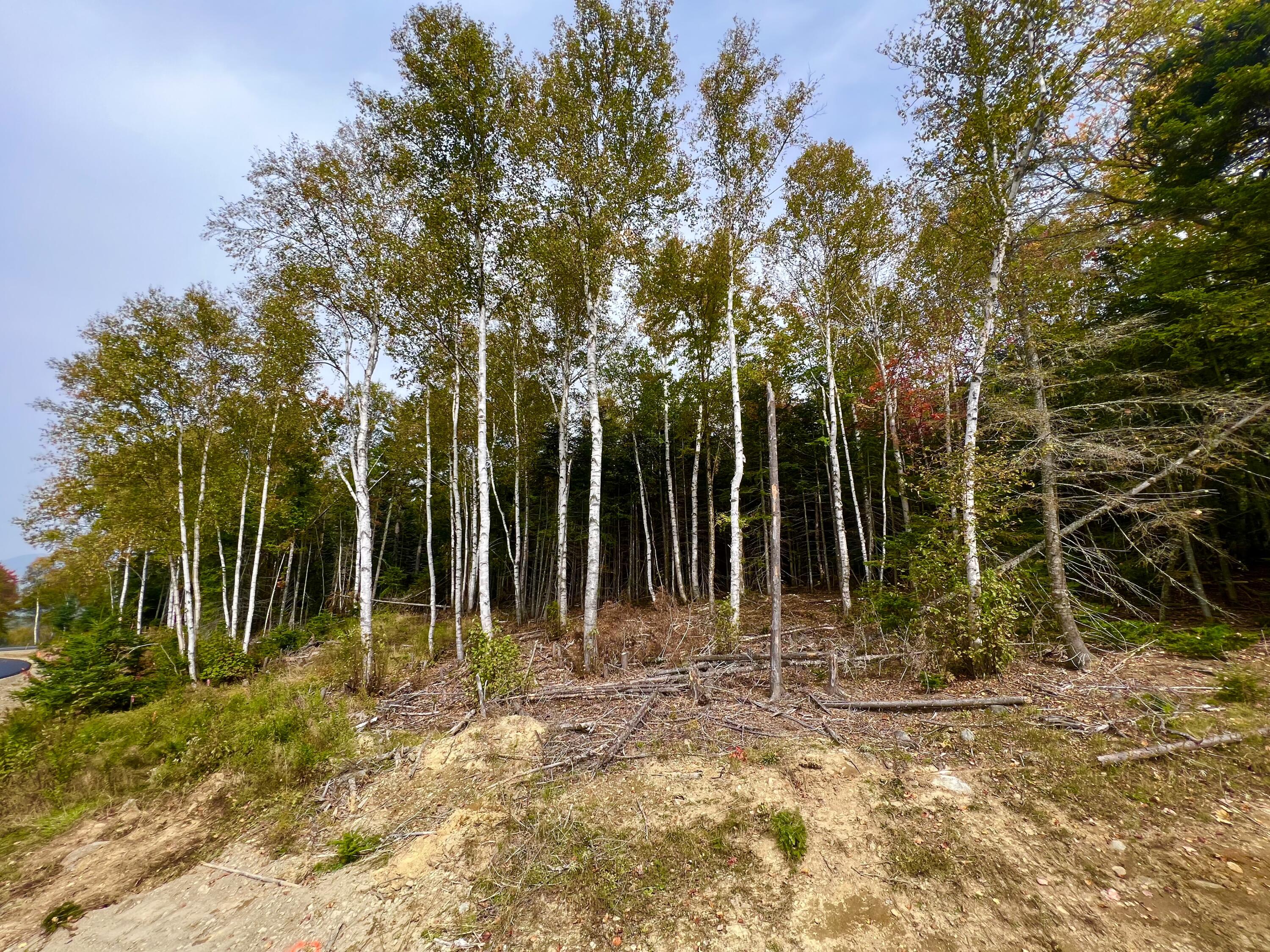 Rangeley Johnson Lane, Unit 82 Rangeley, ME 04970 - Photo 3 of 16 Birch Trees
