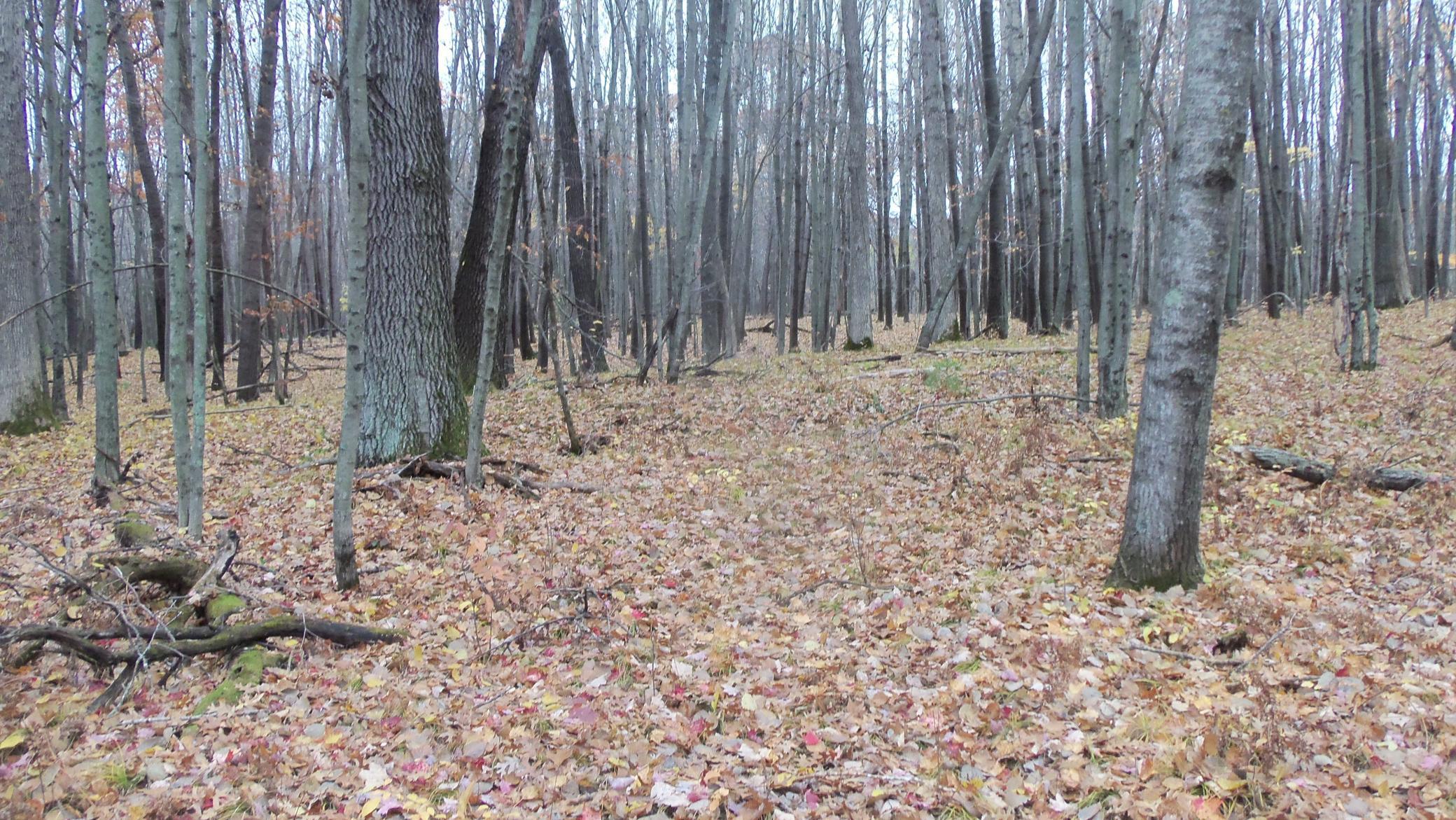 Lot 7 Herman Johnson Road Siren, WI 54872 - Photo 5 of 10