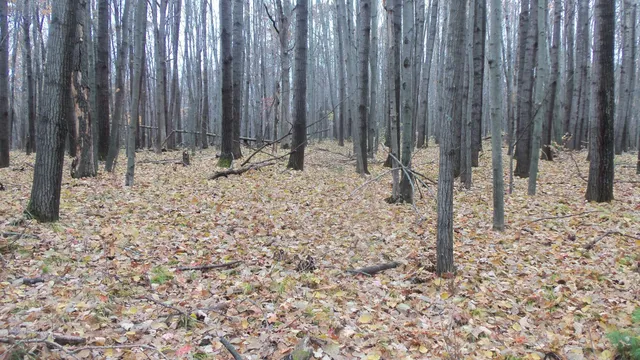 $34,900 | Lot 7 Herman Johnson Road, Siren, WI 54872