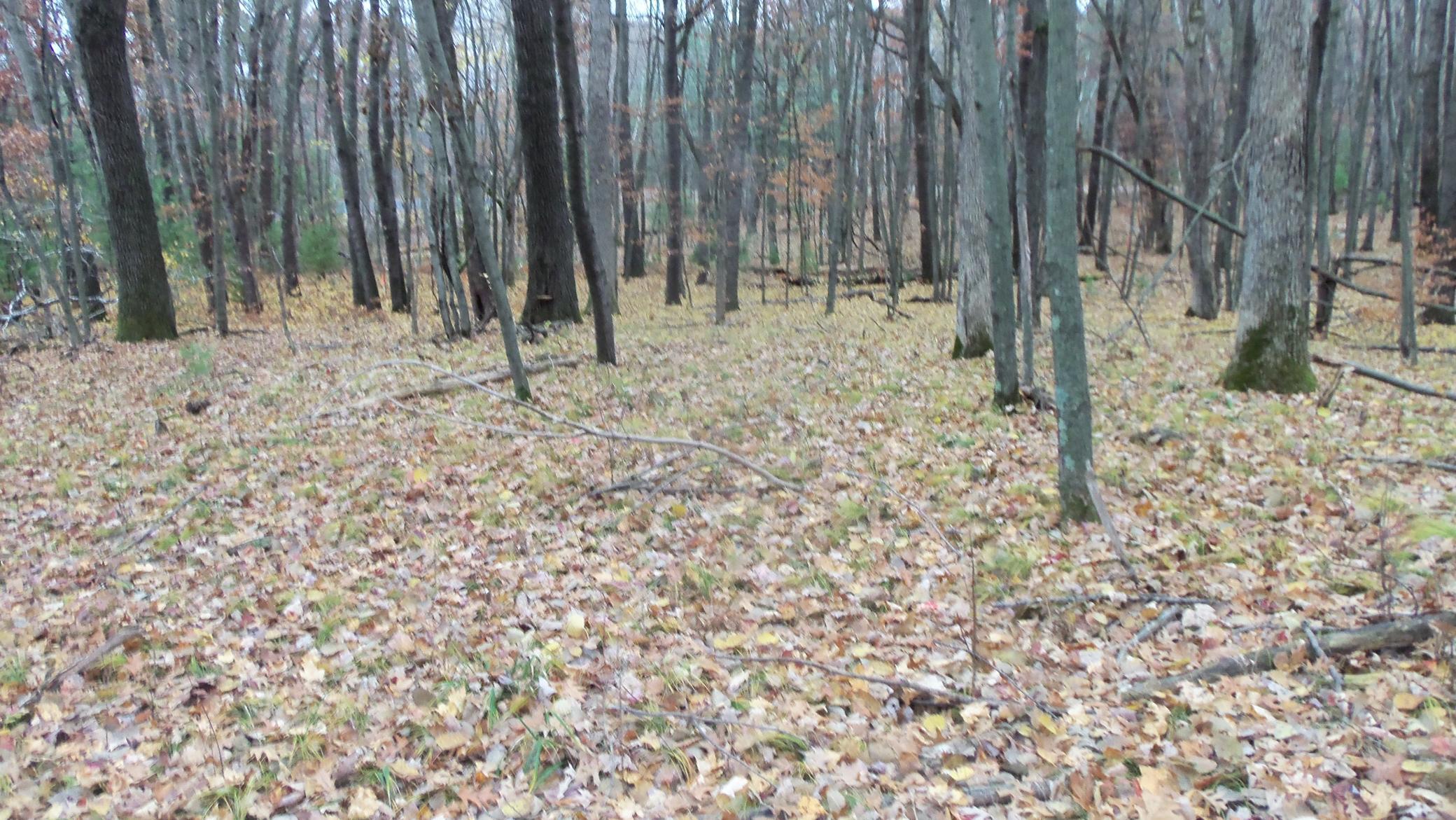 Lot 7 Herman Johnson Road Siren, WI 54872 - Photo 8 of 10