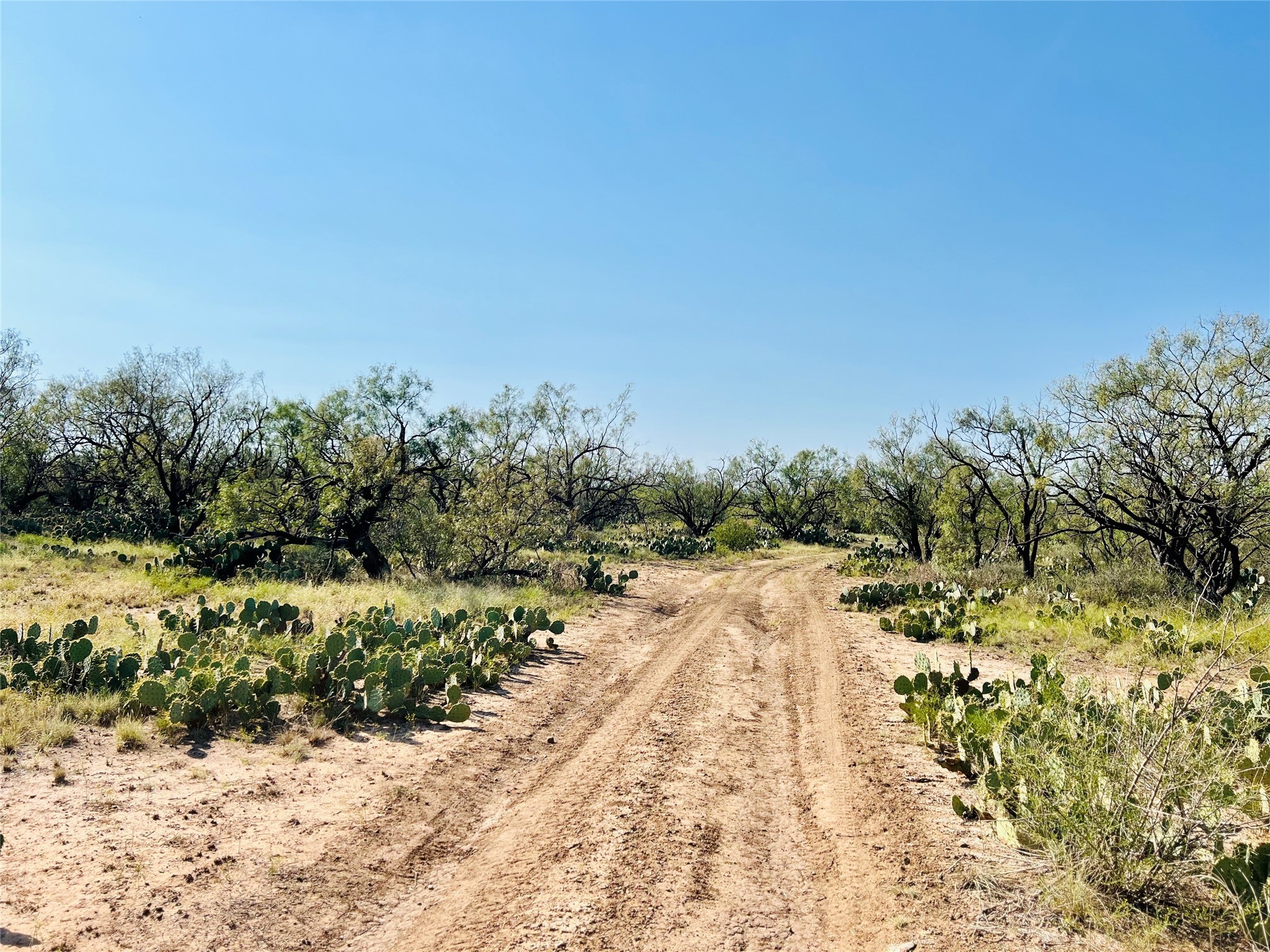 332 Rd Lohn Tx 76852 Road Lohn, TX 76852 - Photo 21 of 37 a view of a yard with plants and trees