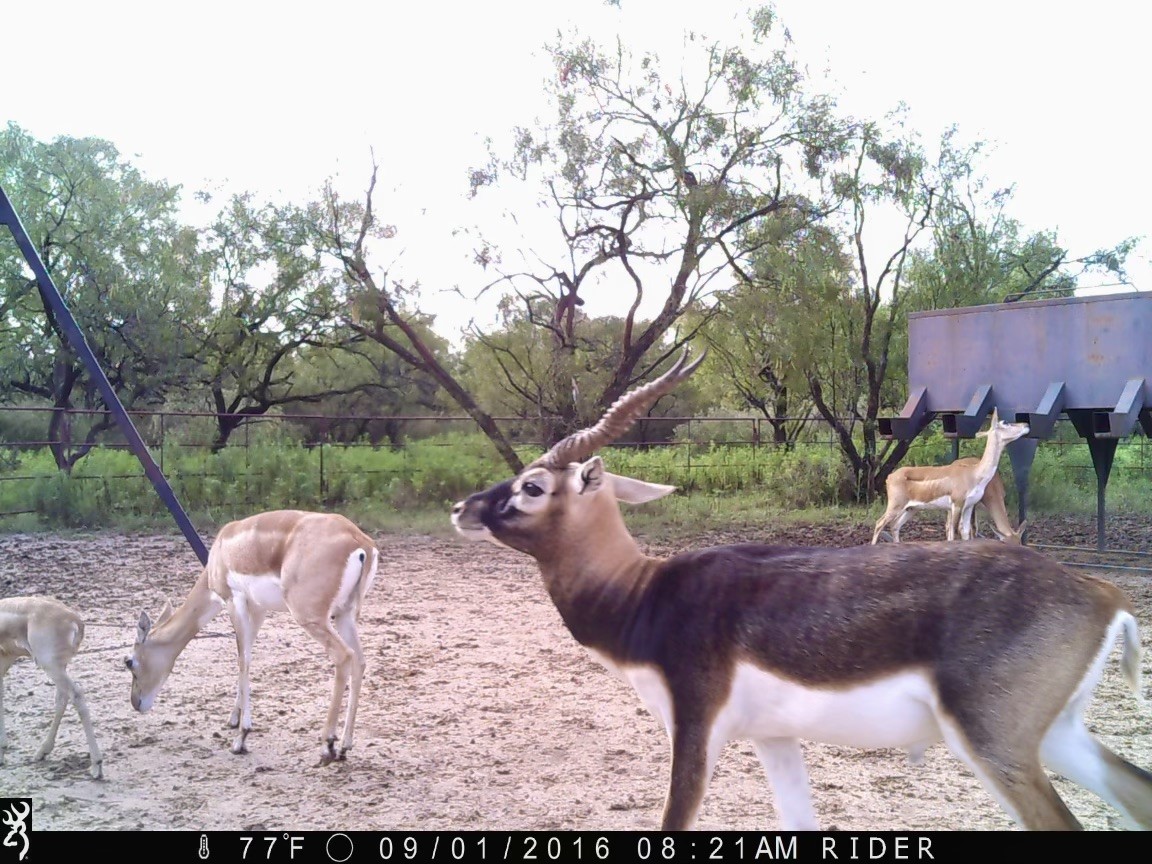 332 Rd Lohn Tx 76852 Road Lohn, TX 76852 - Photo 9 of 37 a view of outdoor space yard and outdoor seating