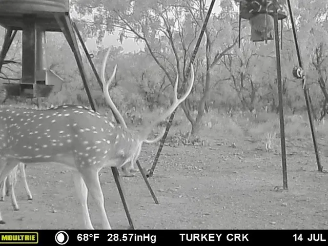 a view of a lake with a mountain