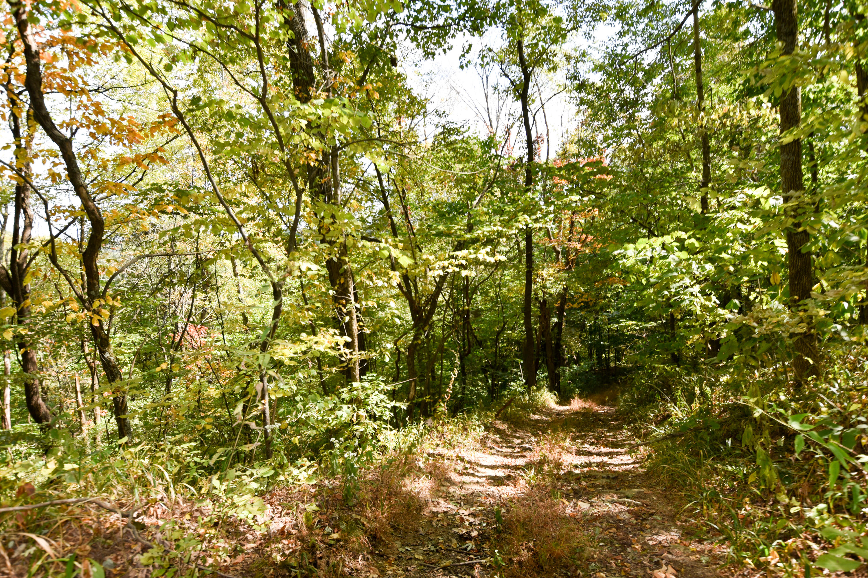2390 Beechy Creek Road Wallingford, KY 41093 - Photo 61 of 89 DSC_0123