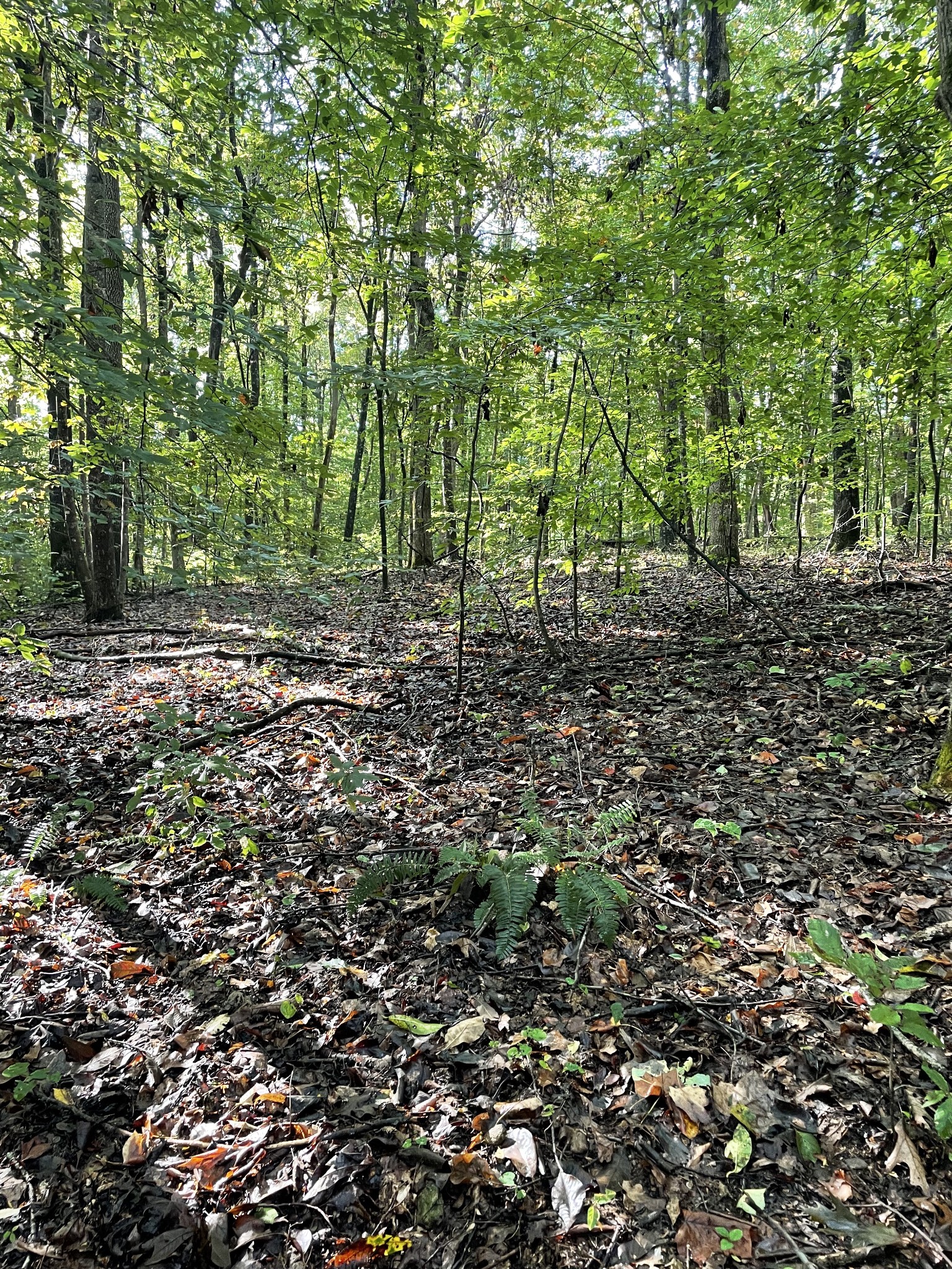 0 Hargrove Ridge Road Franklin, TN 37064 - Photo 64 of 72