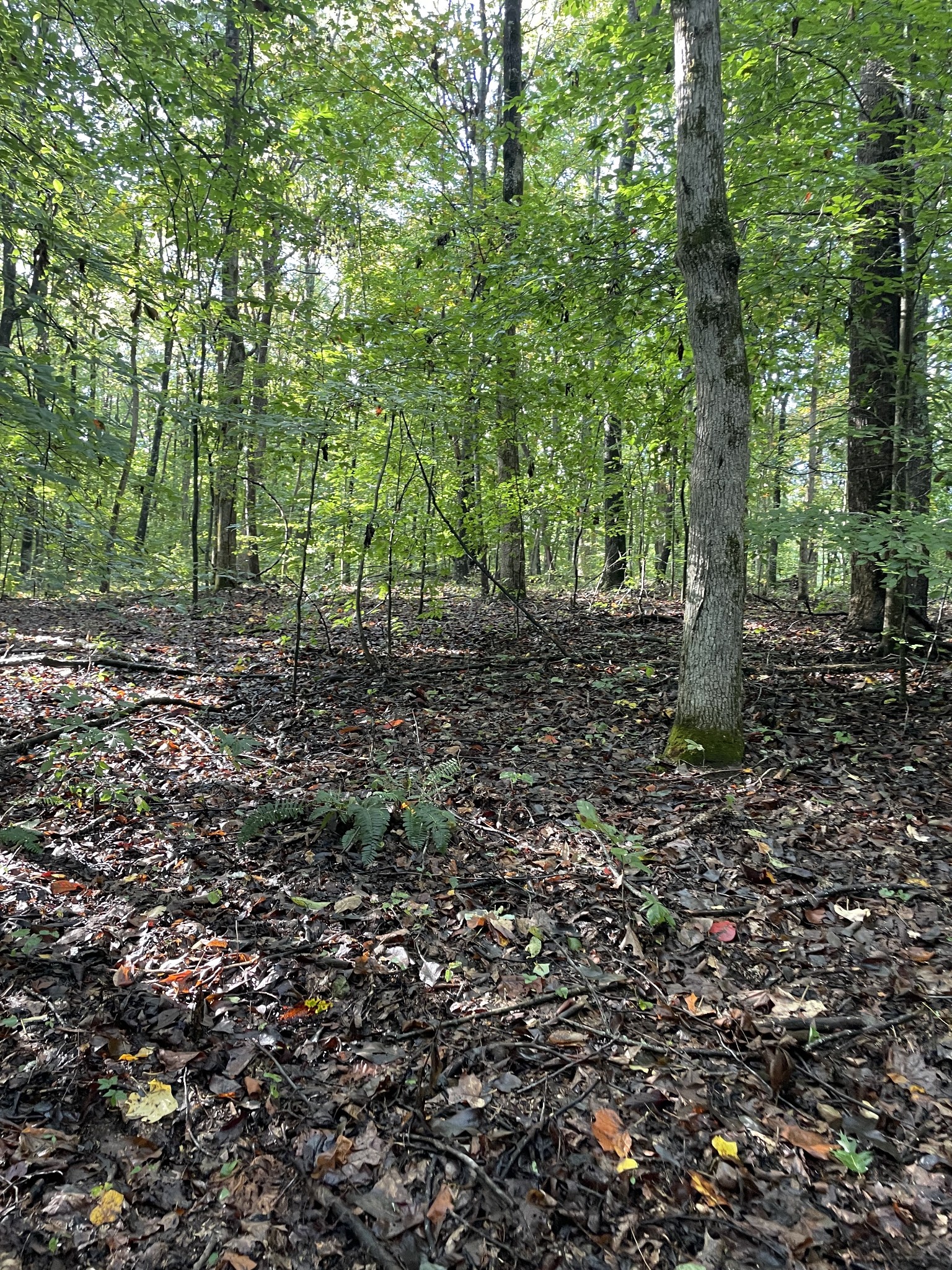 0 Hargrove Ridge Road Franklin, TN 37064 - Photo 70 of 72