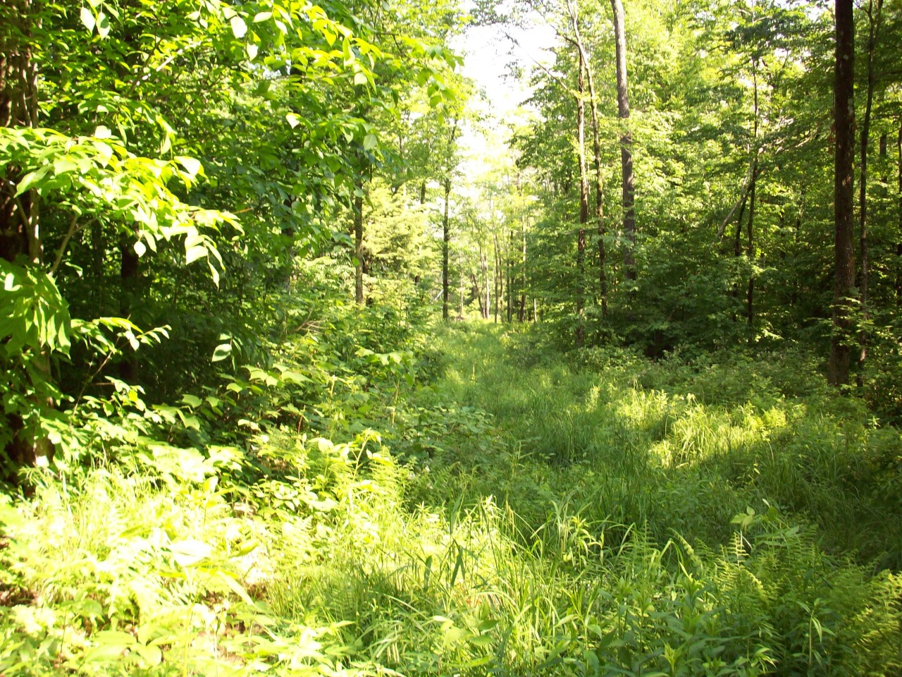 a view of a lush green forest