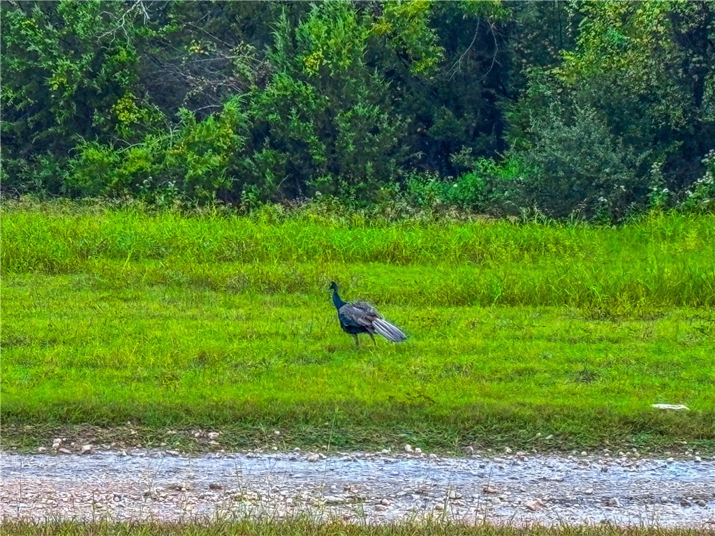 152 Pr 2121 Meridian, TX 76665 - Photo 39 of 41