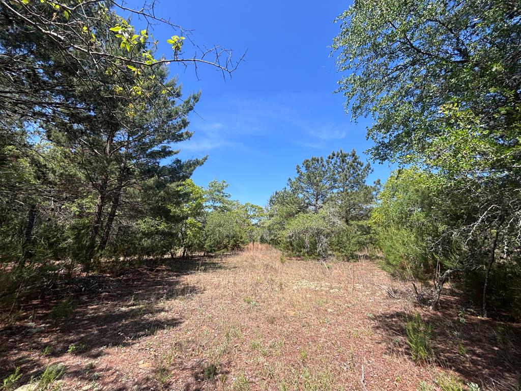 5-ac 5-ac Kirkland Store Road Mauk, GA 31058 - Photo 14 of 17 a view of a yard with a tree