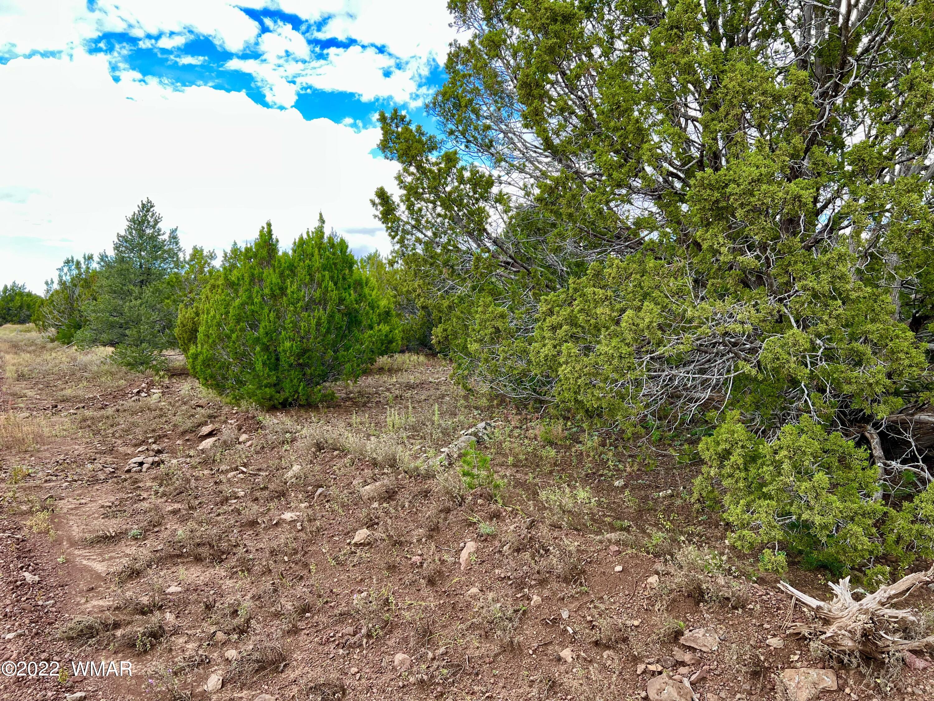 85 County Road Show Low, AZ 85901 - Photo 4 of 25