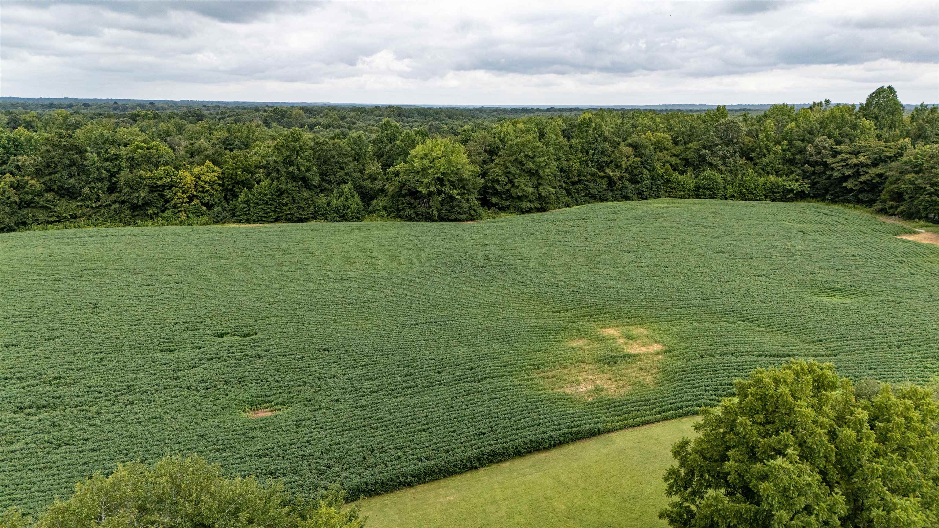 320 Rabbit Ranch Road Henderson, TN 38340 - Photo 23 of 29 Expansive cultivated field bordered by mature trees