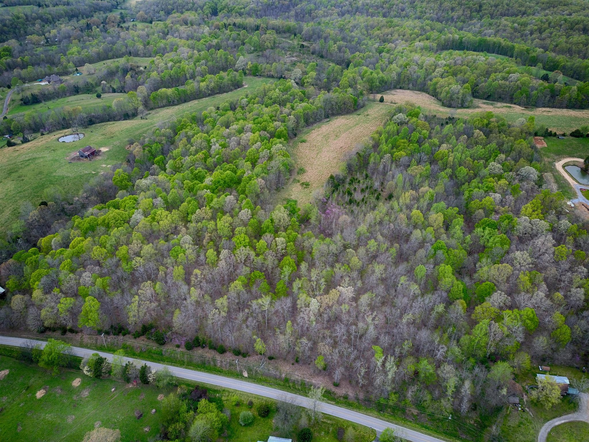 0 Conatser Road Cunningham, TN 37052 - Photo 3 of 4 a view of a lush green forest with lots of trees