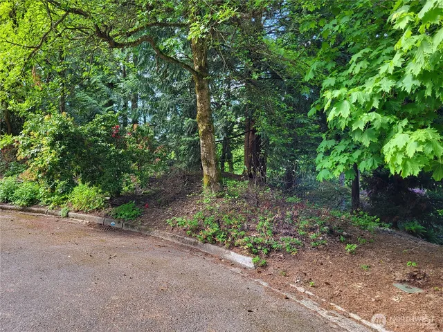 a view of a forest with trees in the background