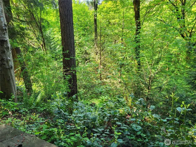 a view of a lush green forest