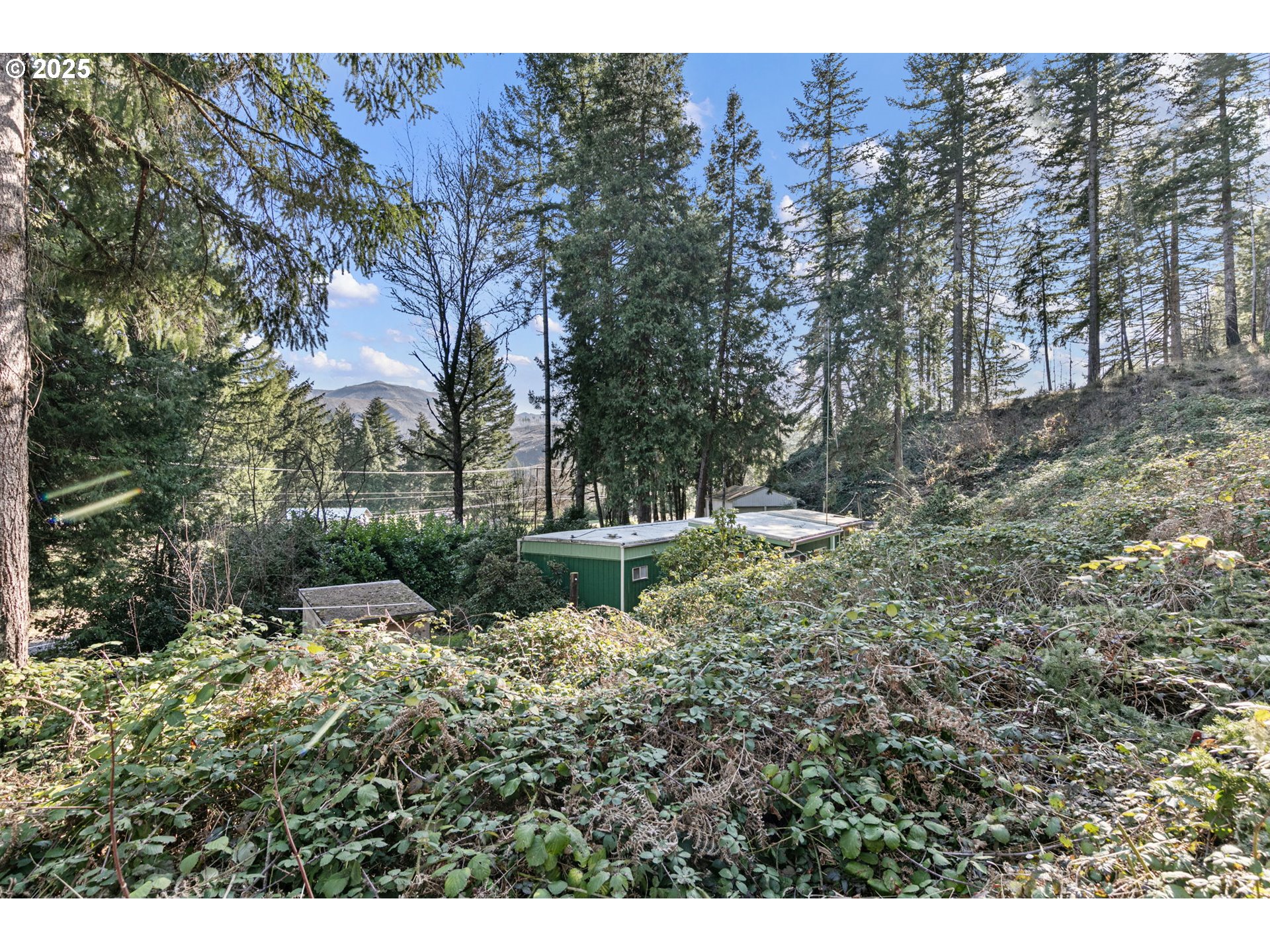 44531 McKenzie Highway Leaburg, OR 97489 - Photo 36 of 48 a view of a forest with a tree