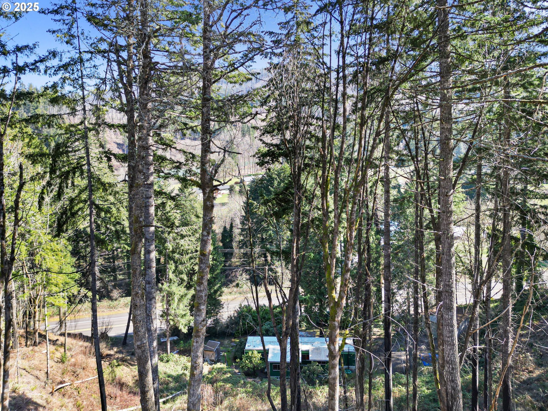 44531 McKenzie Highway Leaburg, OR 97489 - Photo 37 of 48 a picture of tree