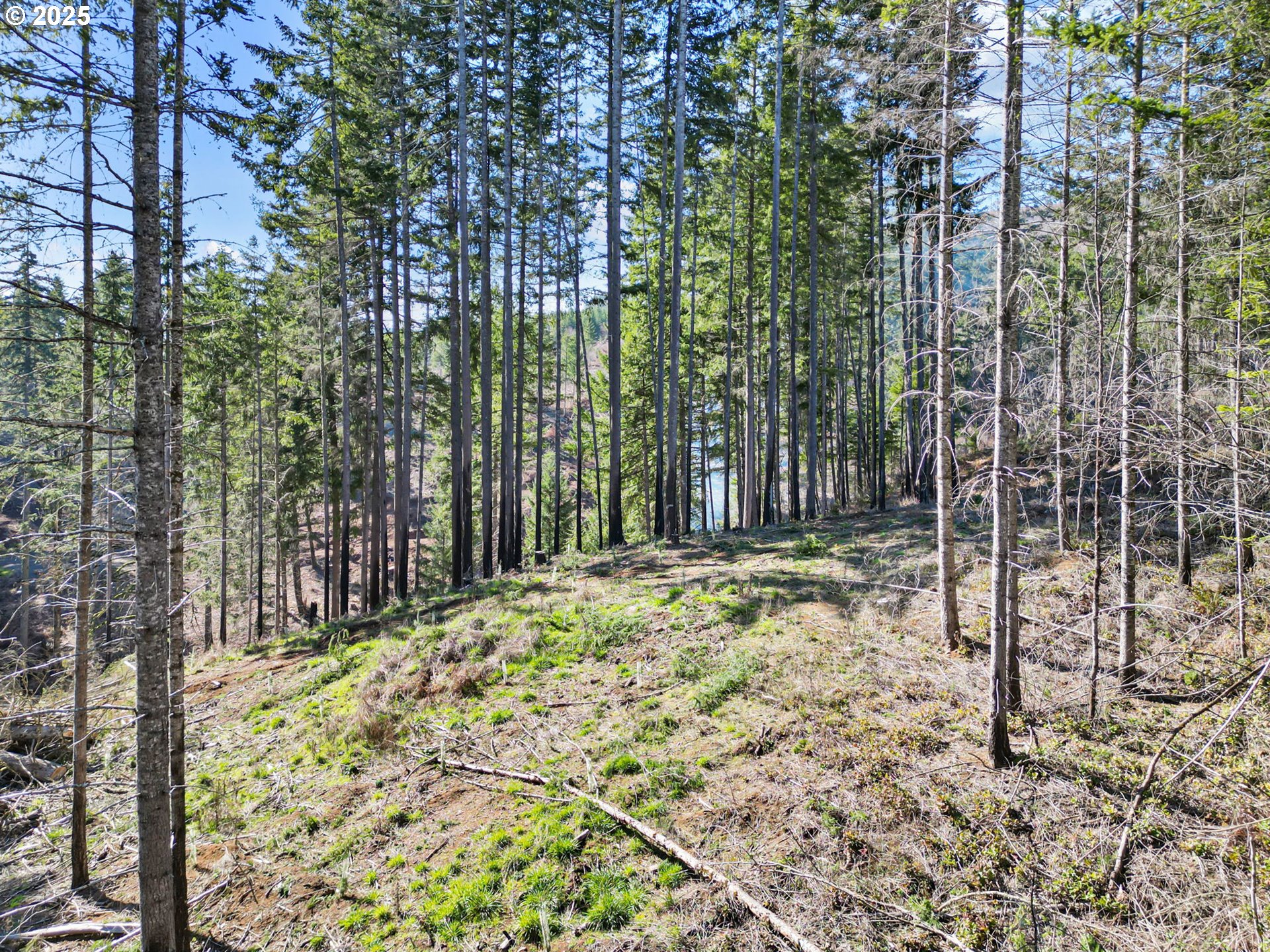 44531 McKenzie Highway Leaburg, OR 97489 - Photo 38 of 48 a view of outdoor space and yard