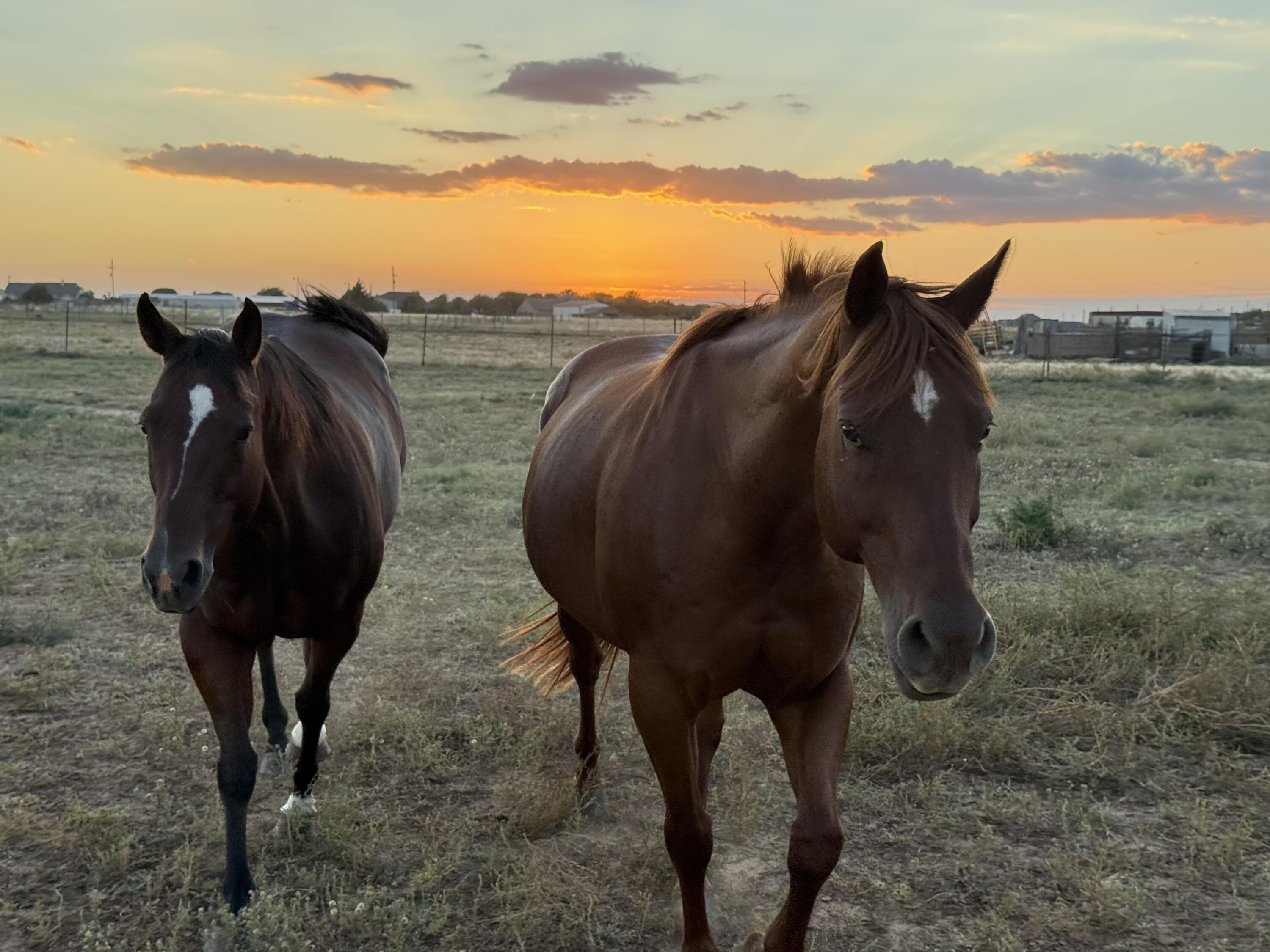 2811 Woodrow Road Lubbock, TX 79423 - Photo 67 of 69 IMG_3799