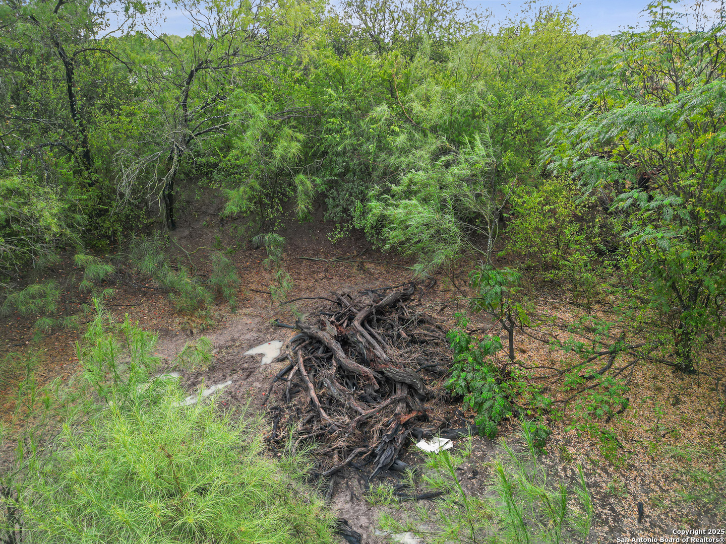 Tbd Jackel Road Von Ormy, TX 78073 - Photo 6 of 9 a view of a forest with a tree