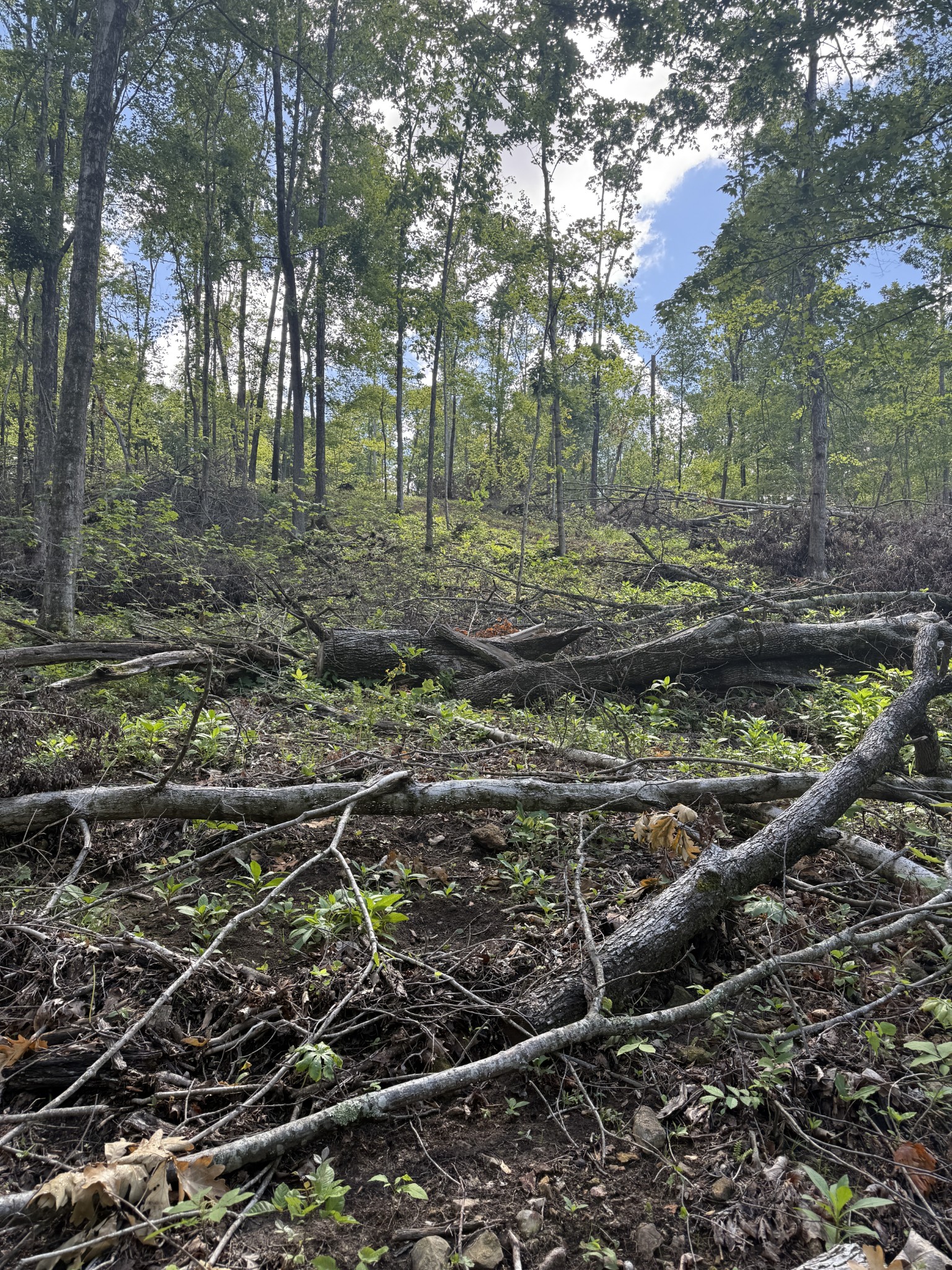 0 Rock Bridge Road Bethpage, TN 37022 - Photo 11 of 18