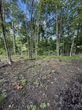 a view of a yard with plants and trees