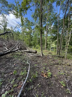 a view of a forest with a tree