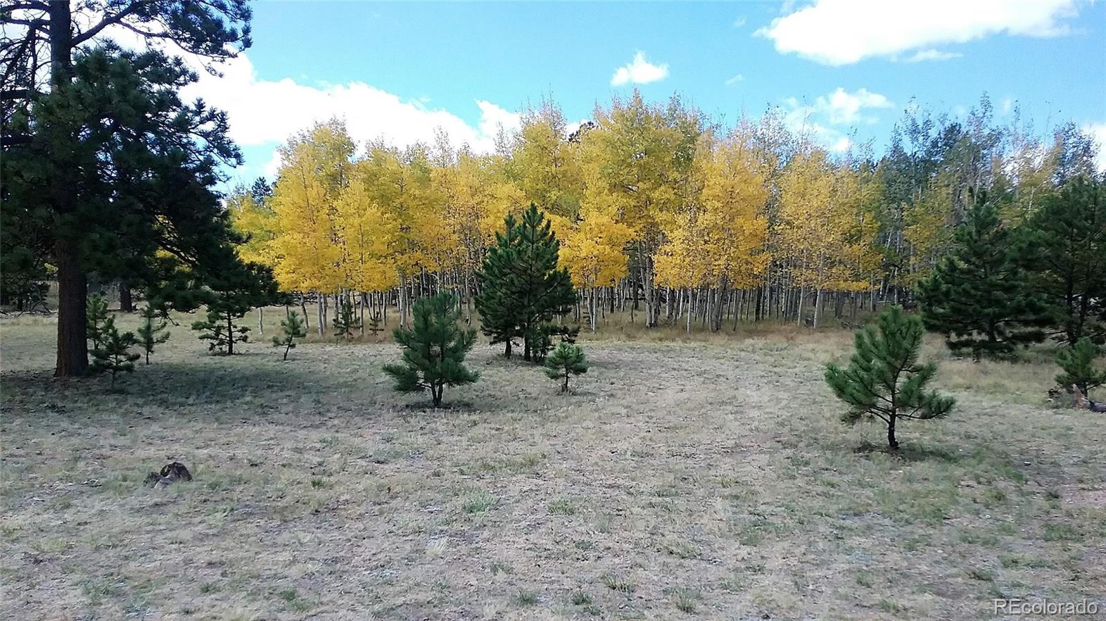 10832 Ranch Road Hartsel, CO 80449 - Photo 1 of 11 a view of a yard with a tree
