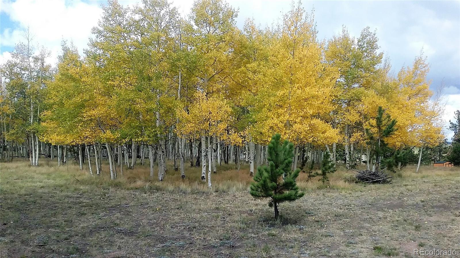10832 Ranch Road Hartsel, CO 80449 - Photo 4 of 11 a view of a park with large trees