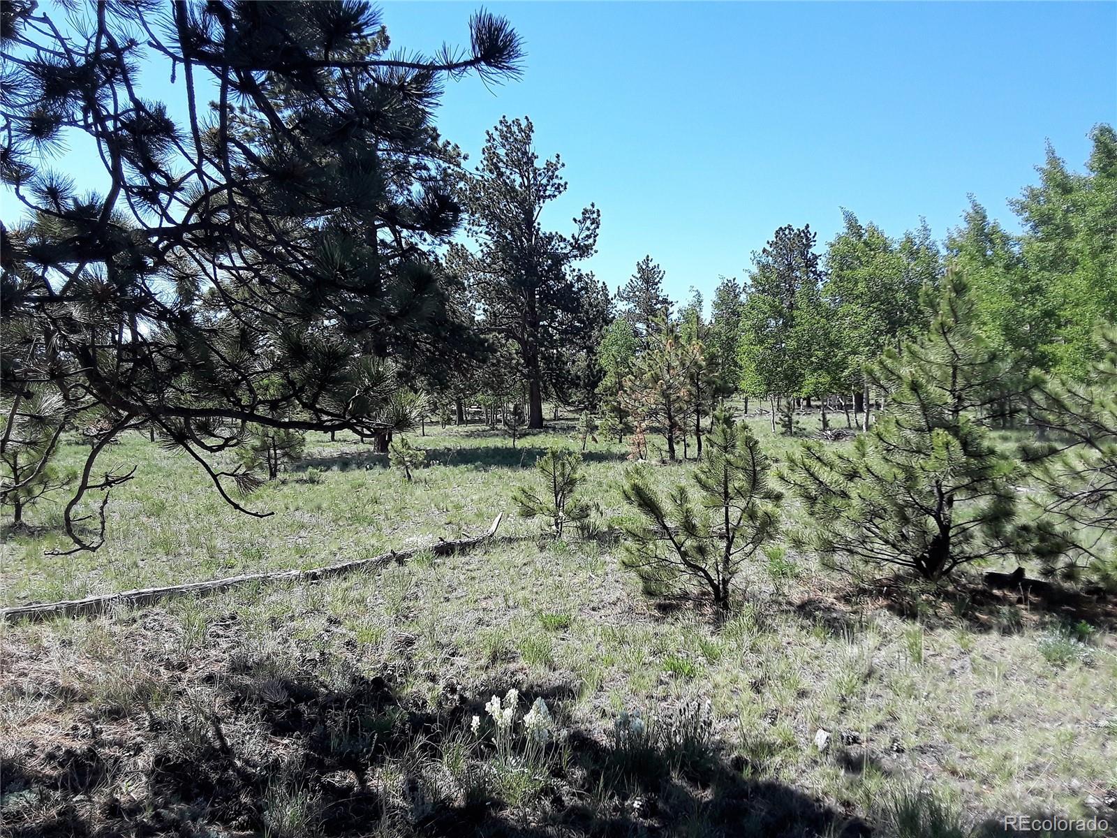 10832 Ranch Road Hartsel, CO 80449 - Photo 5 of 11 a view of a field with lots of bushes