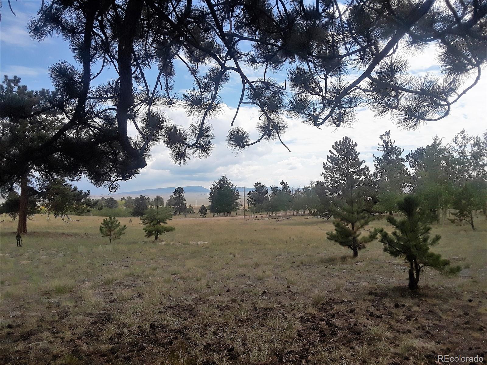 10832 Ranch Road Hartsel, CO 80449 - Photo 9 of 11 a view of a yard with a tree