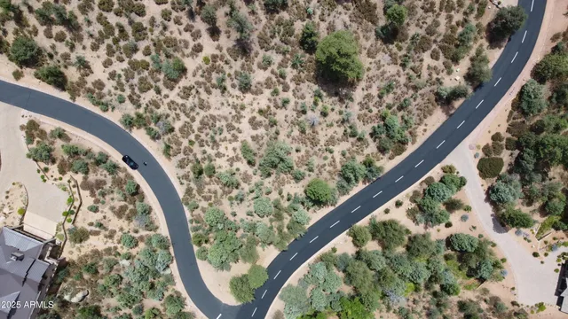 a black and white photo of a tree
