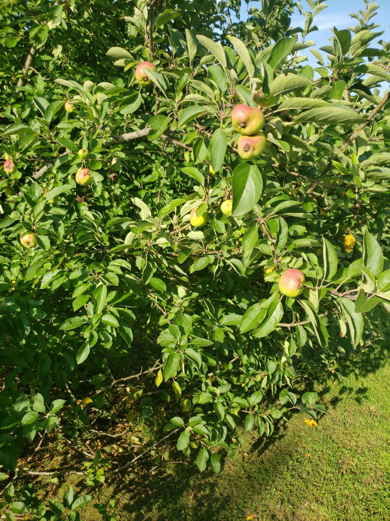 5345 Ashburn Road Springfield, TN 37172 - Photo 45 of 46 a view of a tree