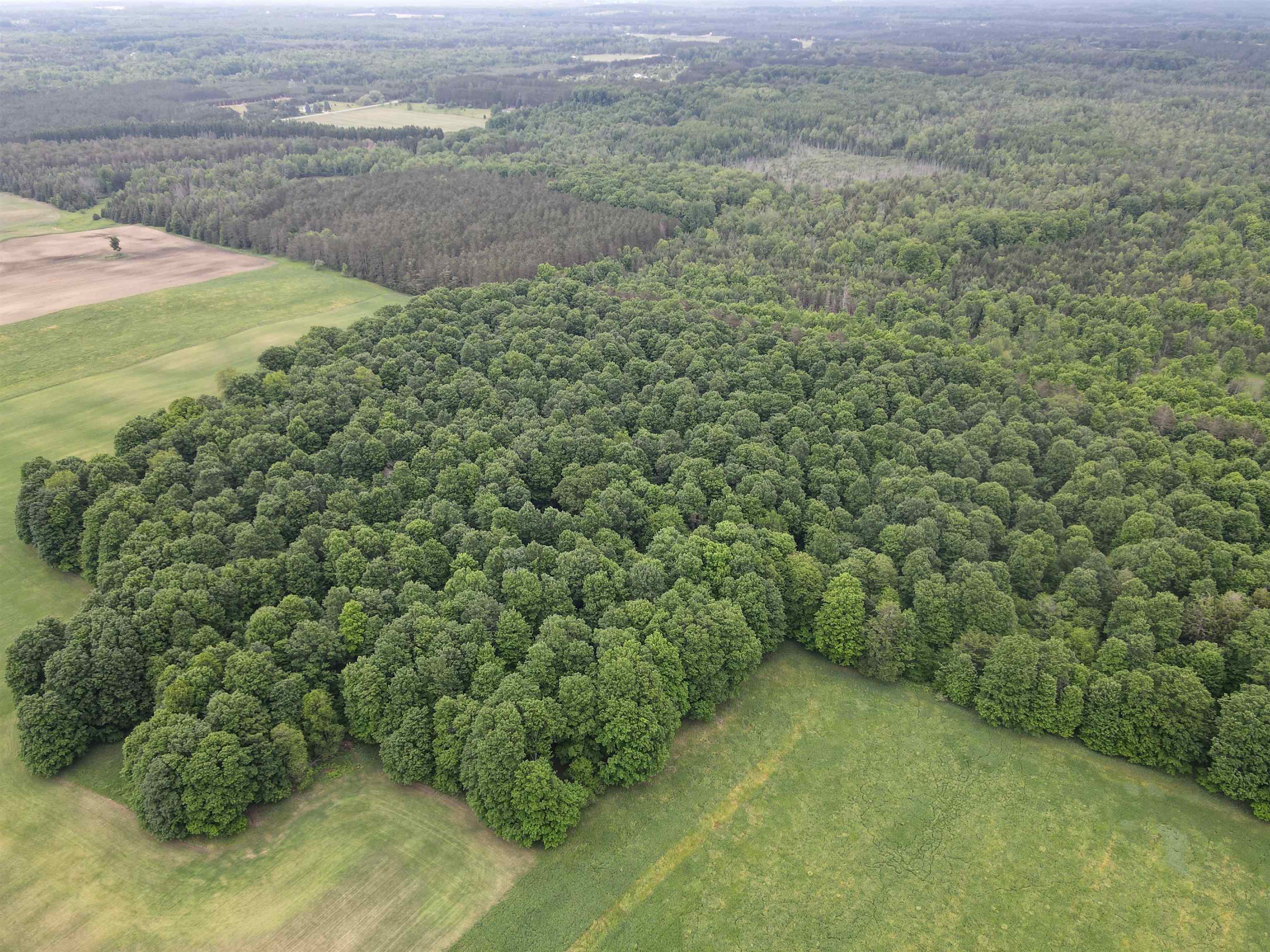 120-acres Blackman Road Kingsley, MI 49649 - Photo 10 of 12
