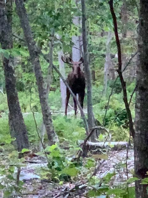 Tbd Stock Farm Road South Paris, ME 04281 - Photo 18 of 39 Moose-Fall