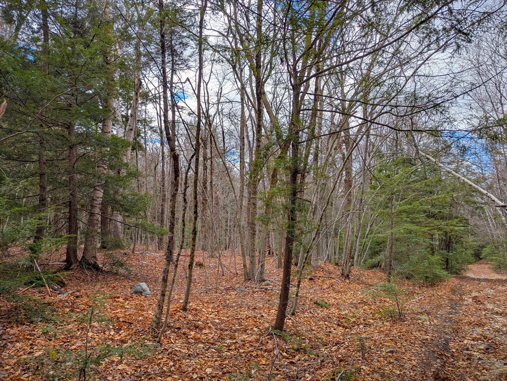 0 Johnson Road Becket, MA 01223 - Photo 18 of 20 a view of a forest filled with trees