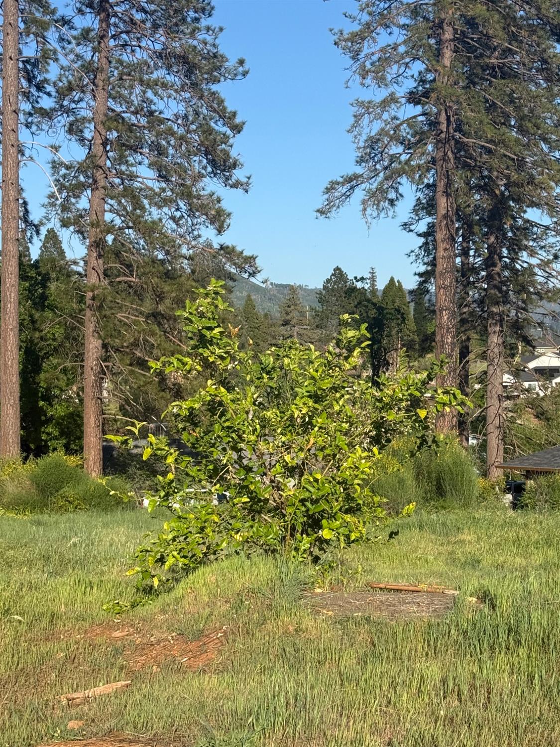 5448 Pentz Road Paradise, CA 95969 - Photo 4 of 9