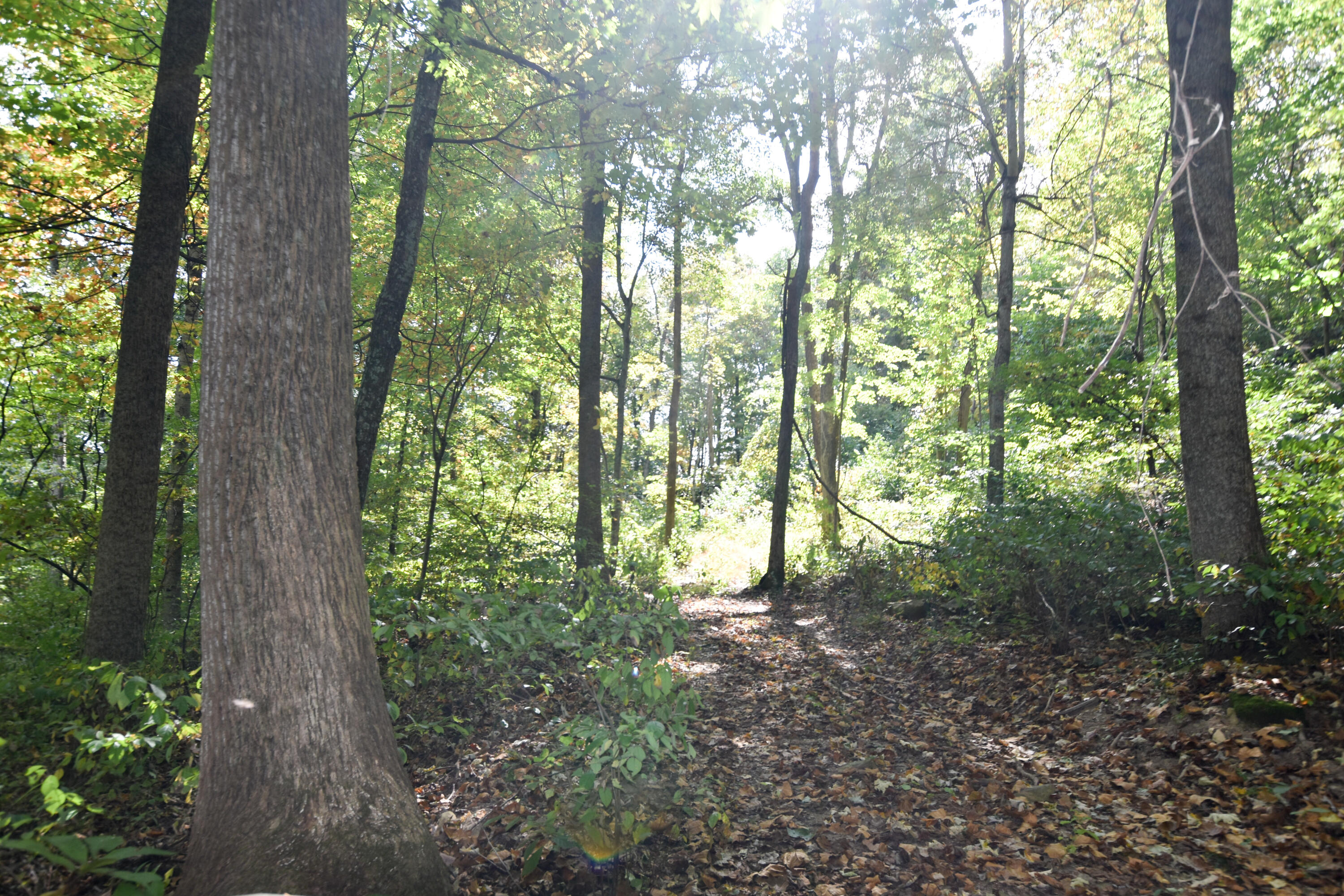 2390 Beechy Creek Road Wallingford, KY 41093 - Photo 42 of 89 DSC_0103