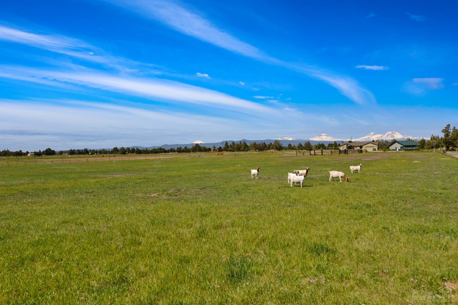 65885 Twin Bridges Road Bend, OR 97703 - Photo 6 of 25 All organic land.